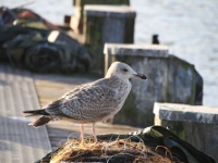 MS Hanse | Travefahrt von Lübeck nach Travemünde 