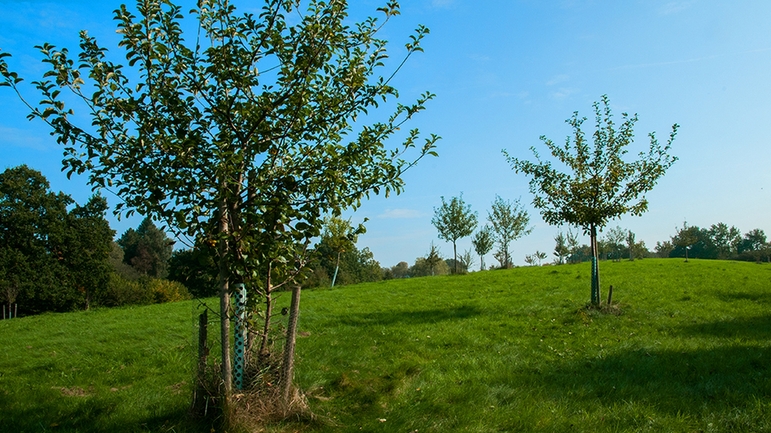 Naturführung zur Obstwiese